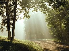 Sunbeams, Percy Warner Park, Tennessee